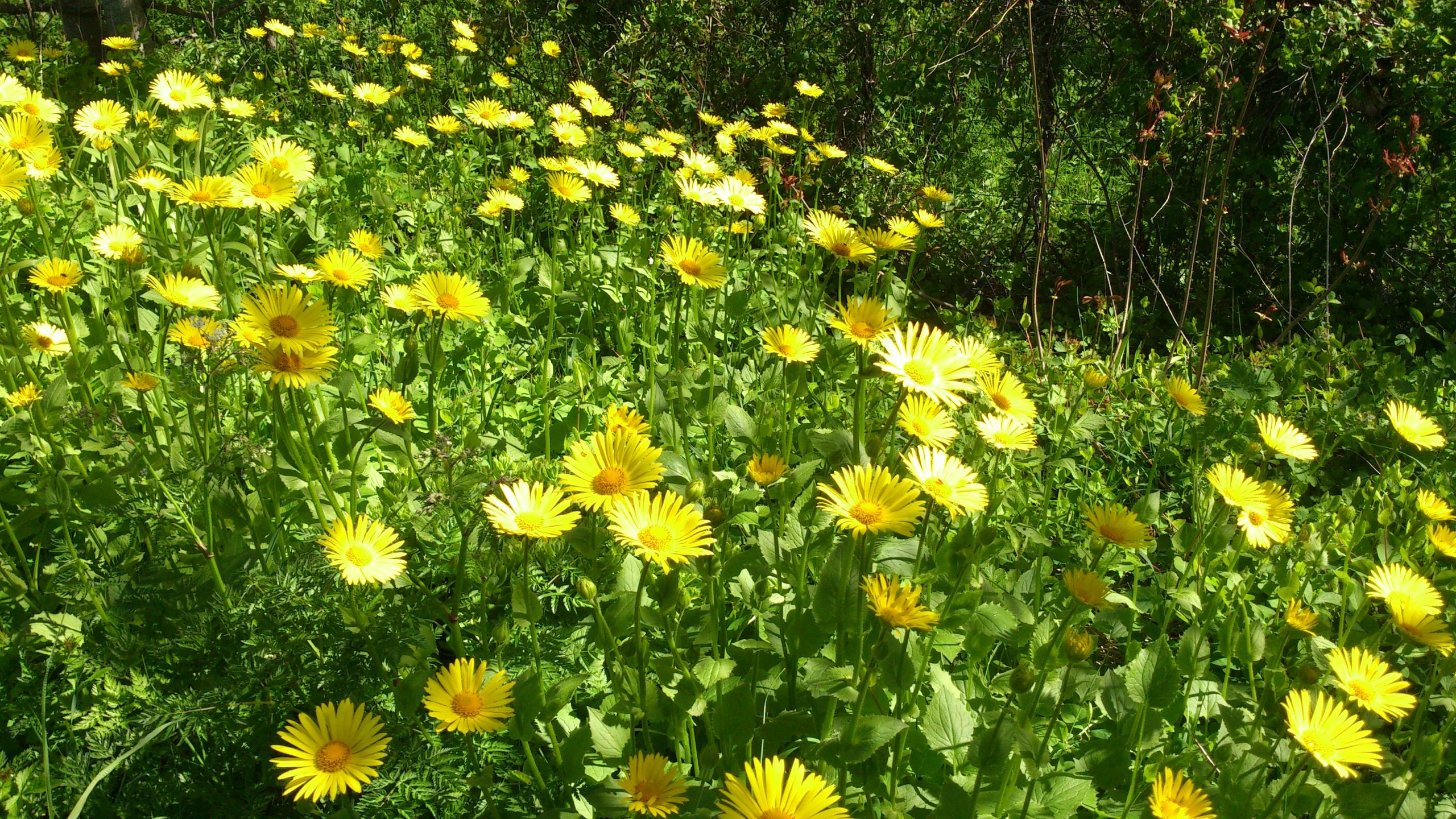 Vårblommor
